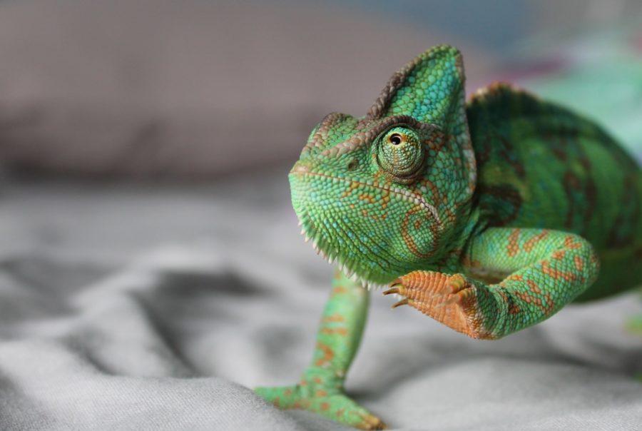 Green veiled chameleon resting on a soft blanket in Clearwater, FL