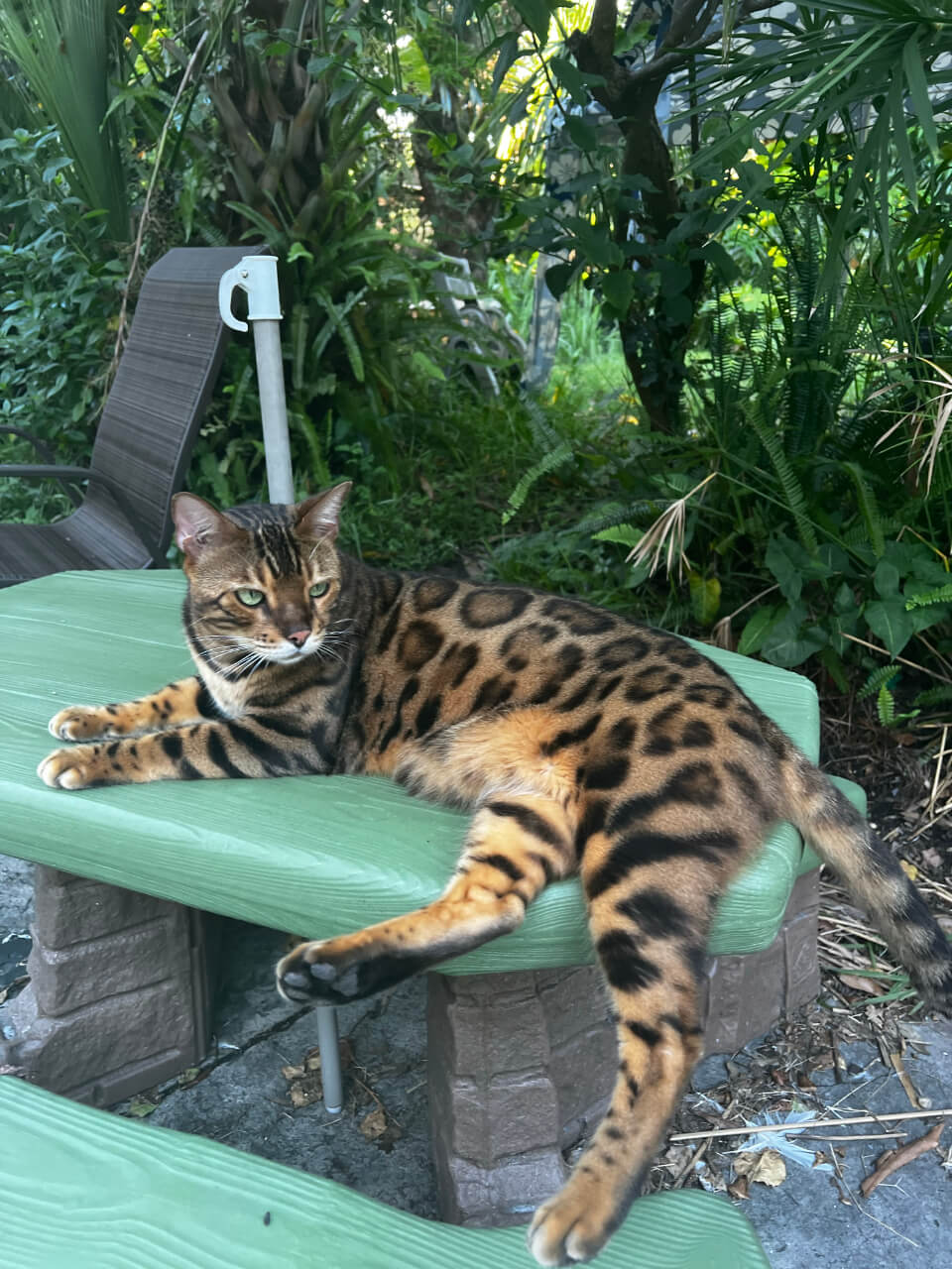 Bengal cat resting on a garden bench in Clearwater, FL
