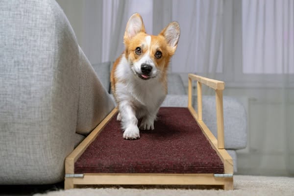 Corgi walking down a pet ramp from a couch in Clearwater, FL