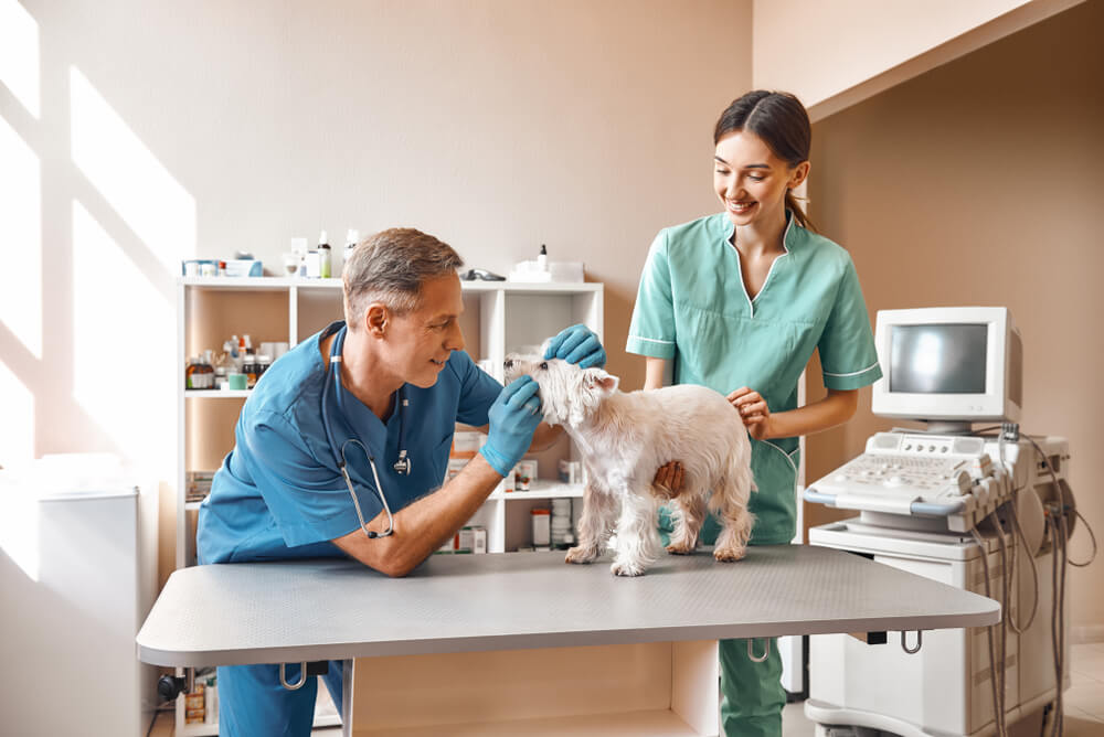 Veterinarian checking a small dog's teeth at Belcher Animal Hospital in Clearwater, FL