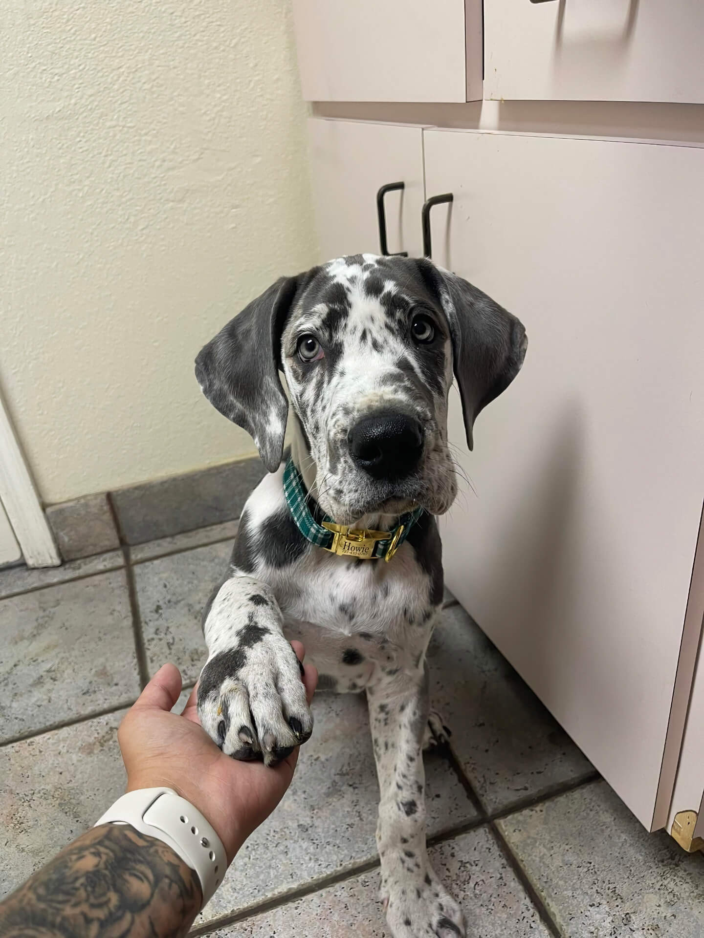 Great Dane puppy offering a paw to a staff member at Belcher Animal Hospital in Clearwater, FL
