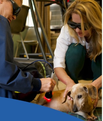 Veterinary team applying cold laser therapy to a dog's shoulder at Belcher Animal Hospital in Clearwater, FL