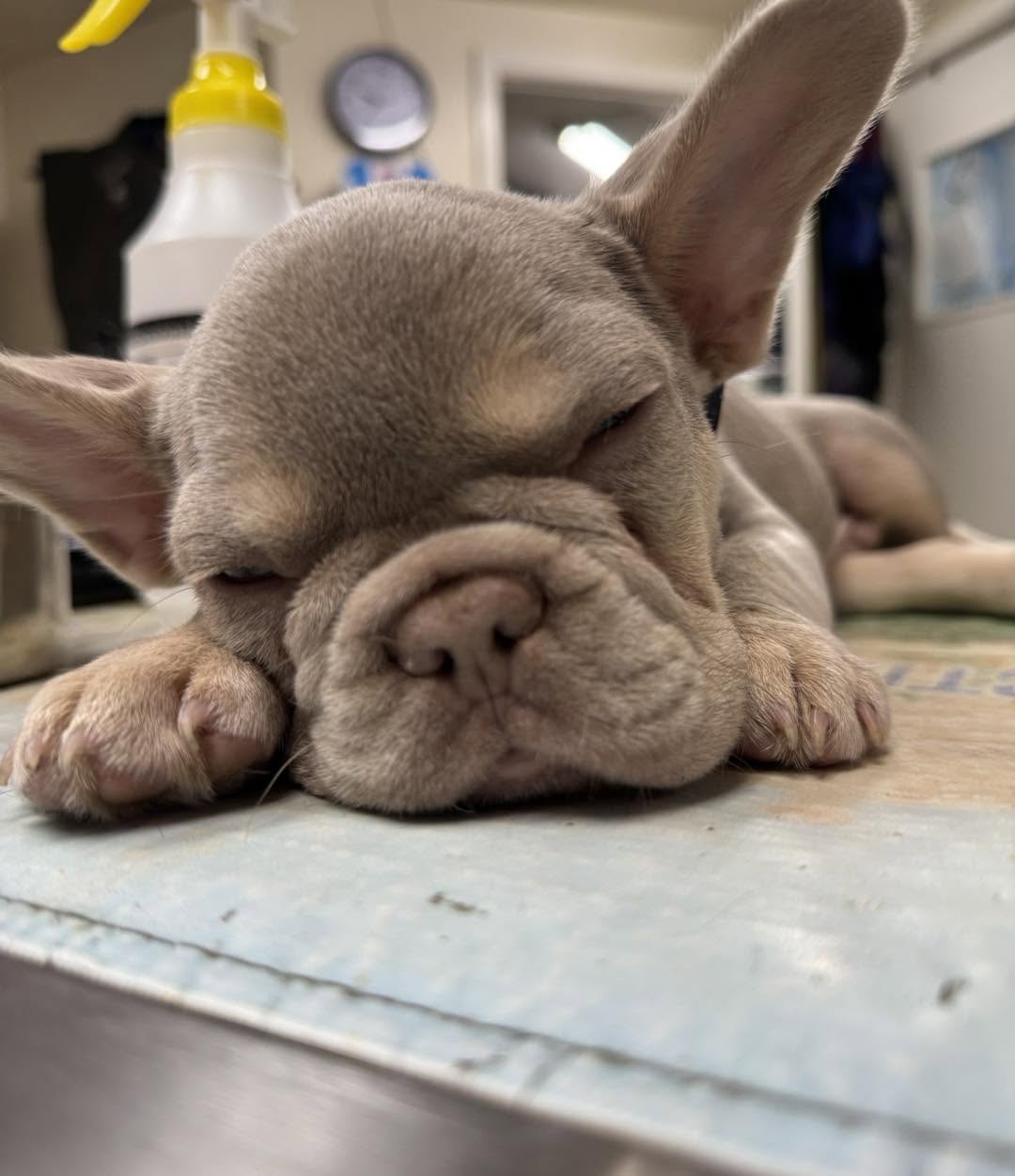 French Bulldog resting on a padded table after surgery at Belcher Animal Hospital in Clearwater, FL
