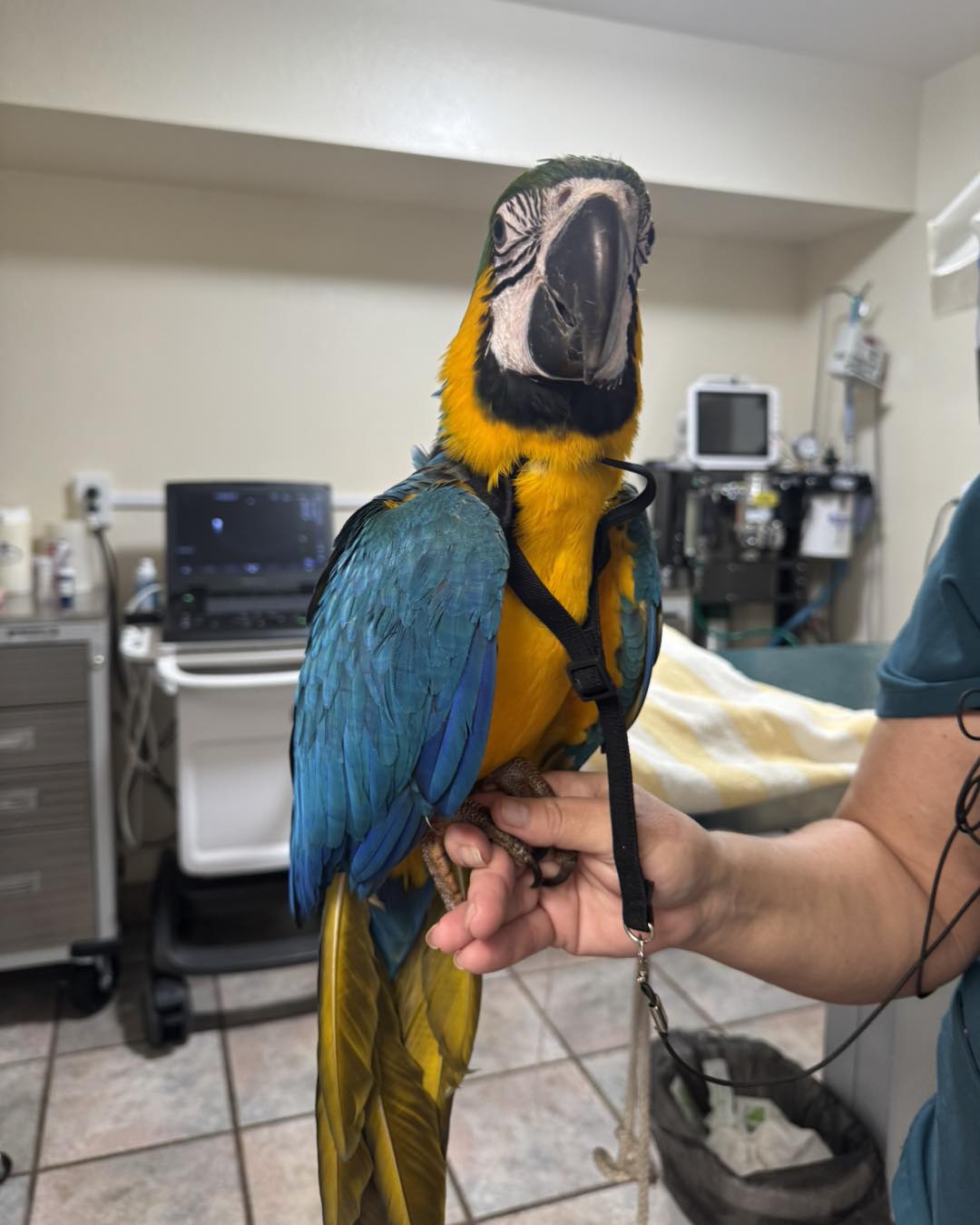 Blue and gold macaw perched on a staff member's hand at Belcher Animal Hospital in Clearwater, FL