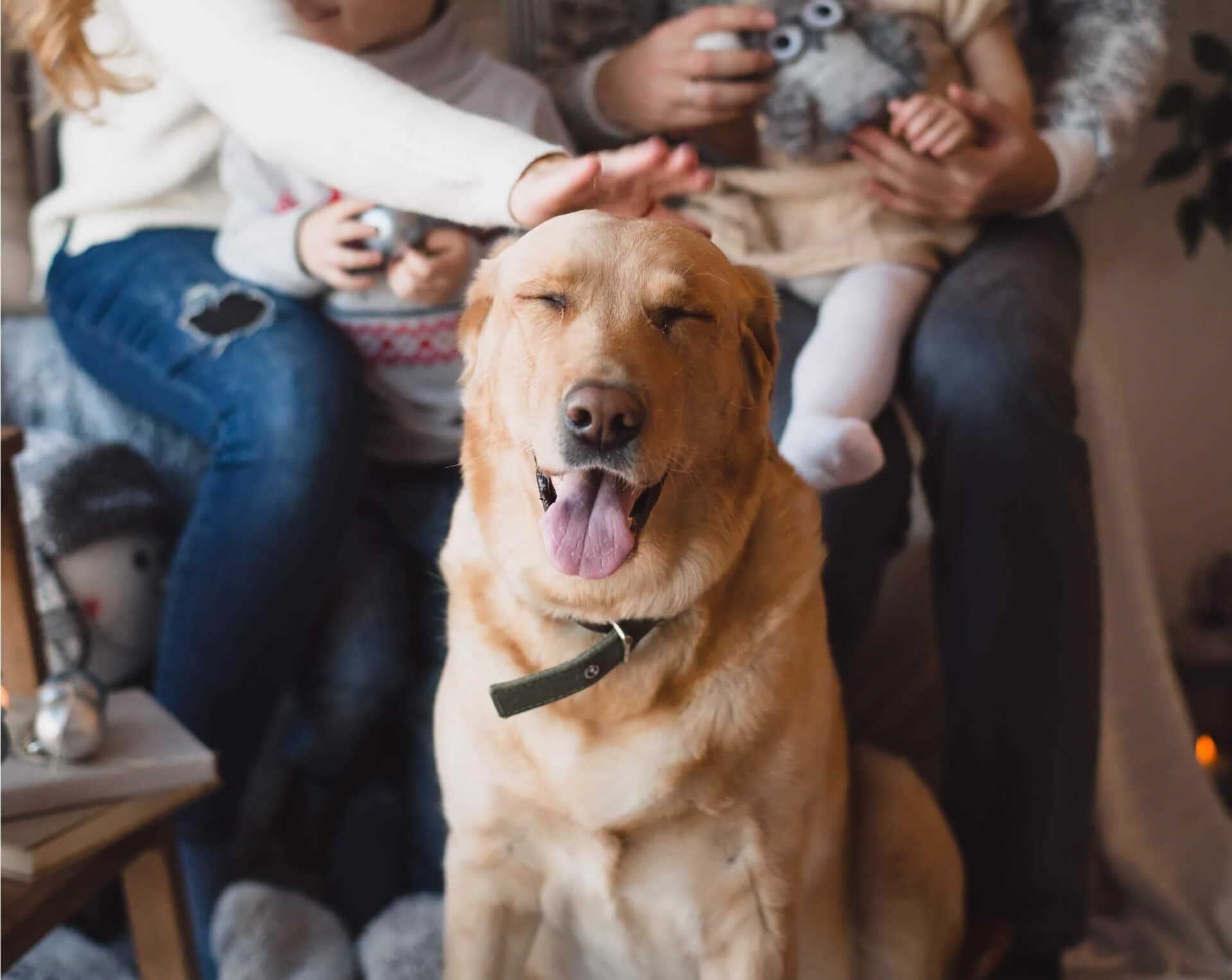 Happy yellow Labrador sitting with its family in Clearwater, FL