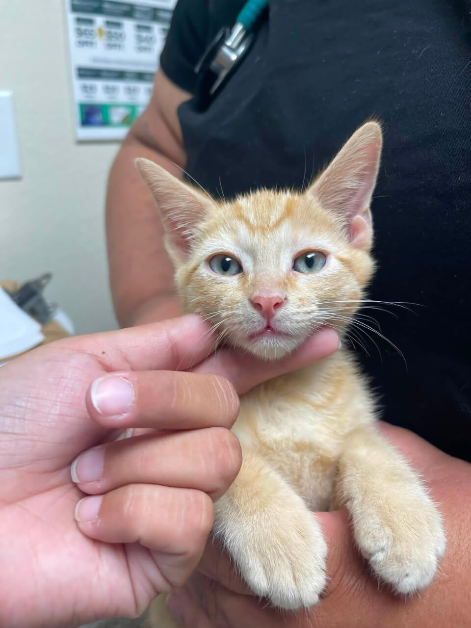 Orange kitten held by a staff member at Belcher Animal Hospital in Clearwater, FL