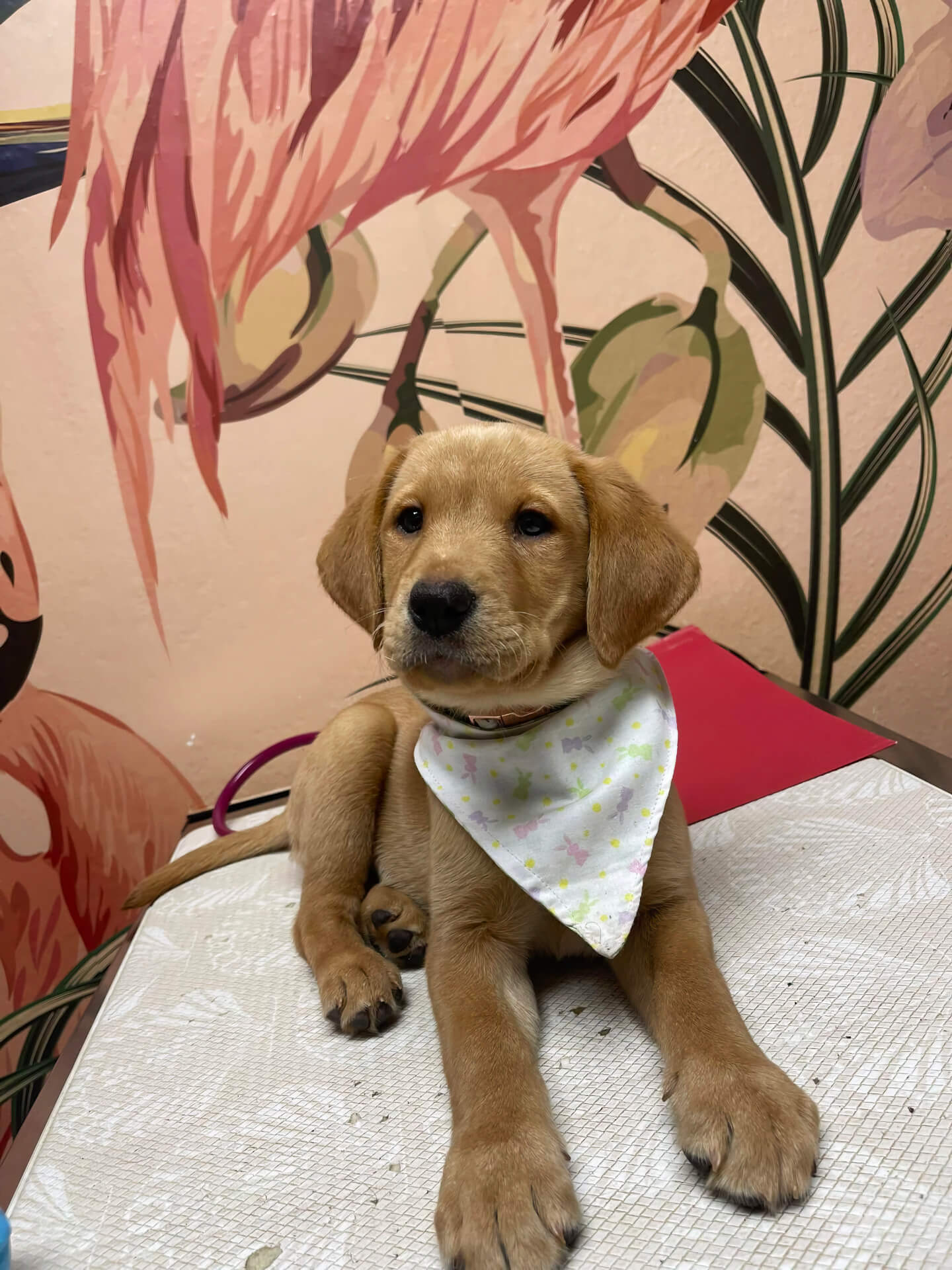 Puppy wearing a bandana after grooming at Belcher Animal Hospital in Clearwater, FL