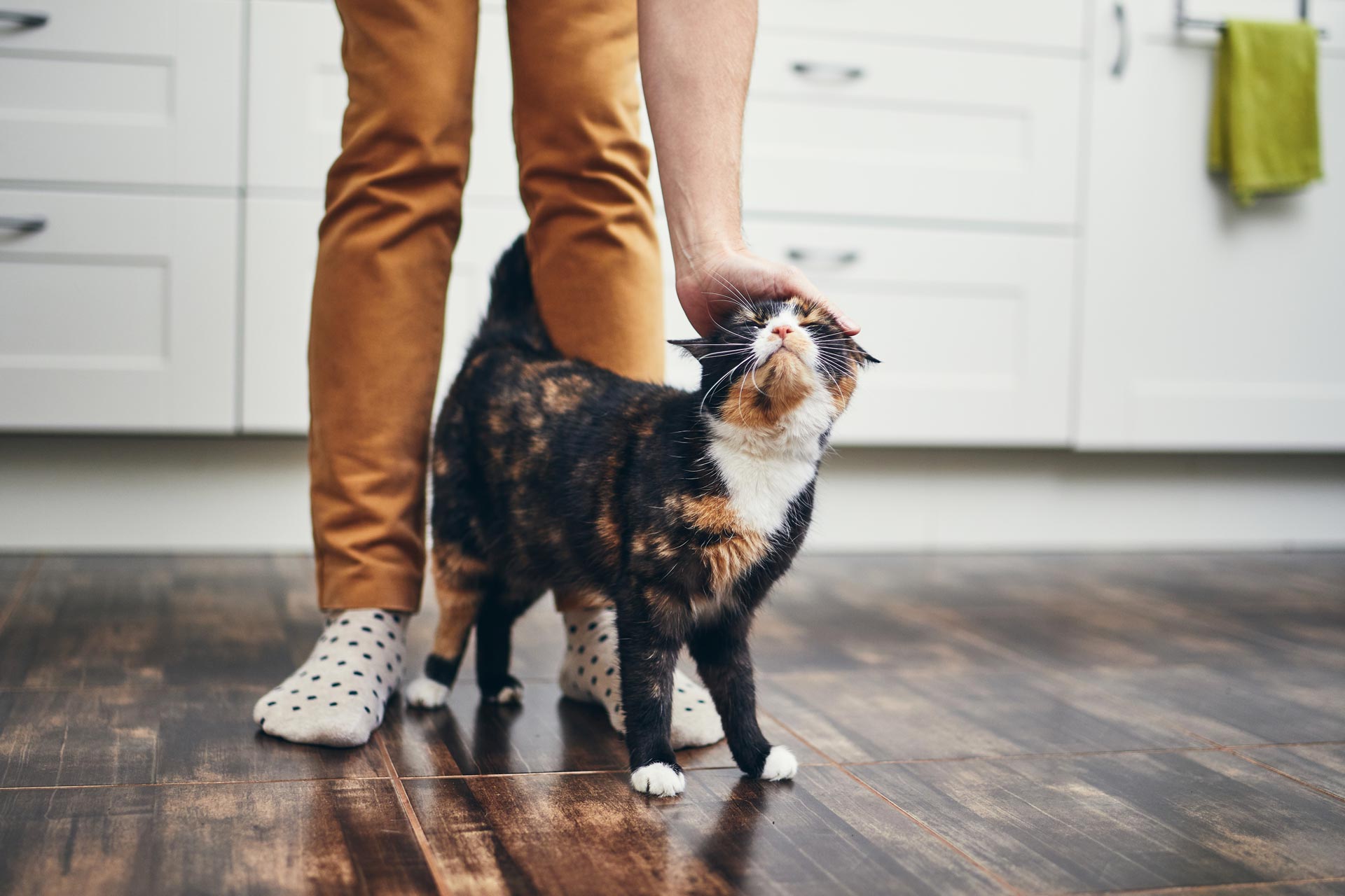 Tortoiseshell cat leaning into a hand for a head scratch in Clearwater, FL