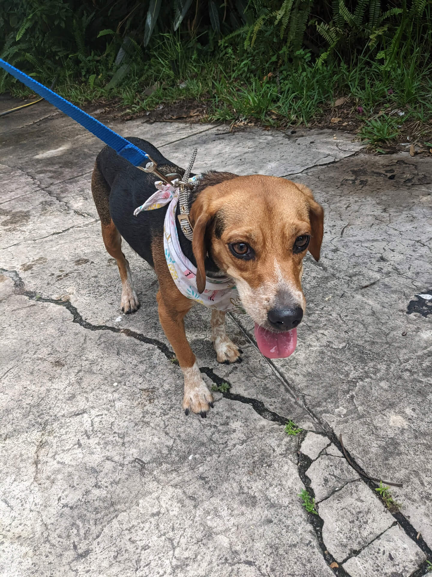 Senior beagle mix on a leash outdoors in Clearwater, FL