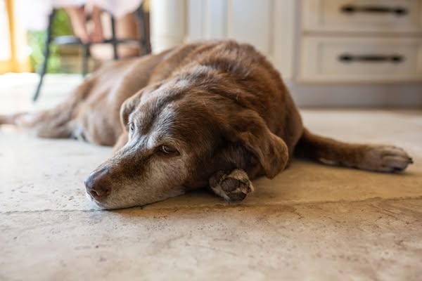 Senior chocolate Labrador lying on a cool floor at home in Clearwater, FL