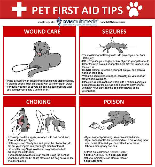 Pet first aid tips pamphlet from Belcher Animal Hospital in Clearwater, FL