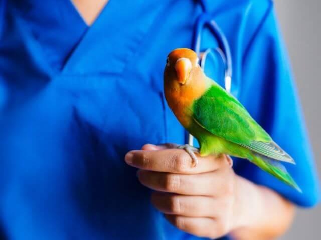 Veterinarian in blue scrubs holding a lovebird on one finger, representing avian and bird care in Clearwater