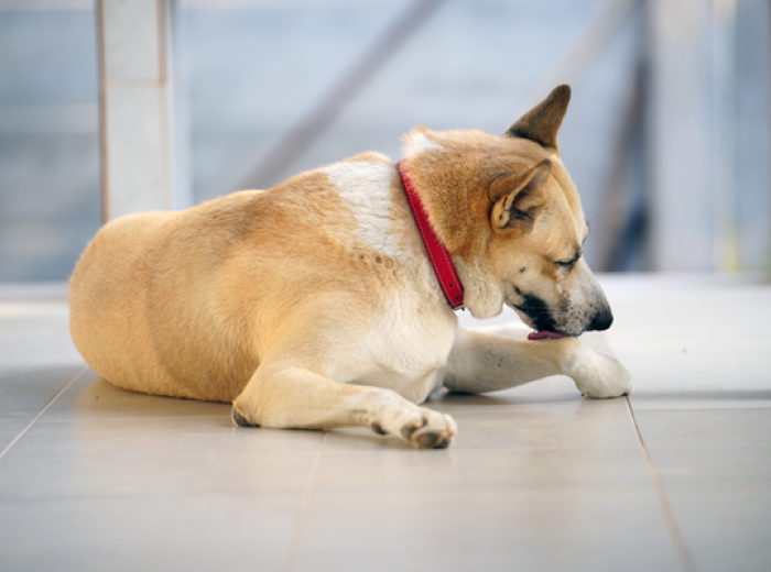 Hot Spots in Dogs: When That Small Itch Turns Into a Bigger Problem