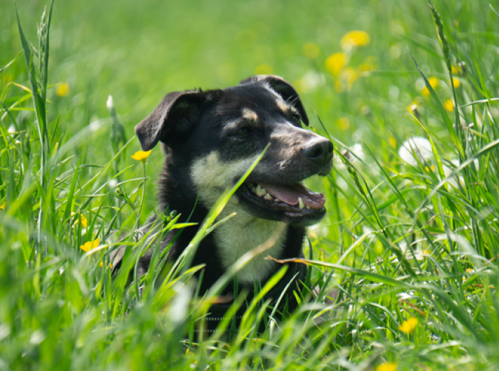 Ticks and Your Pet: Separating Fact from Fiction