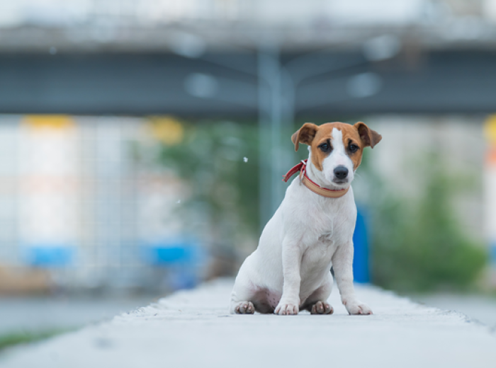 National Lost Dog Awareness Day: Why Dogs Go Missing and How to Keep Yours Safe