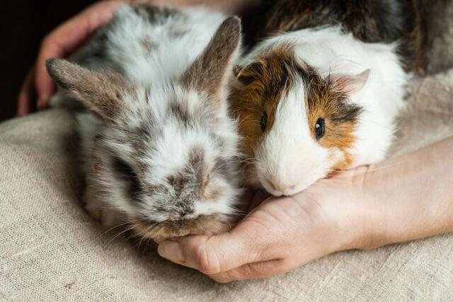 Exotic Pet Care